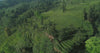 Greenery 
